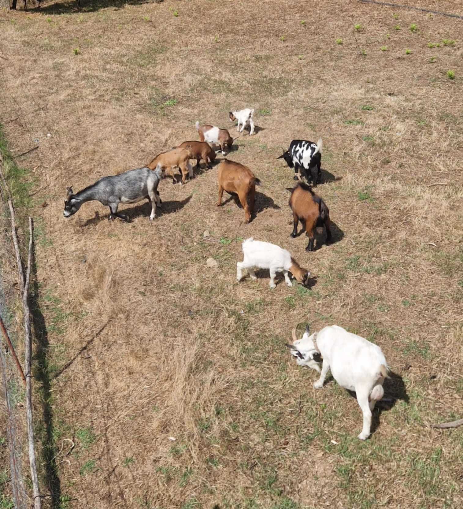 Vendo cabras e cabritos de raça anã