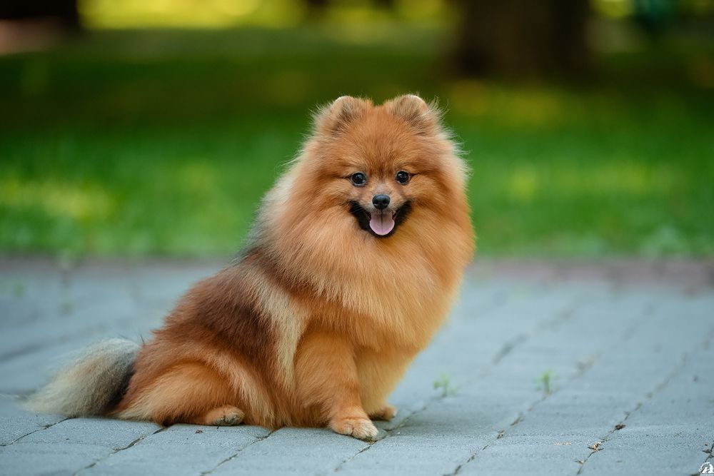 Шикарный , оранж соболь кобель, померанский шпиц , открыт для вязки