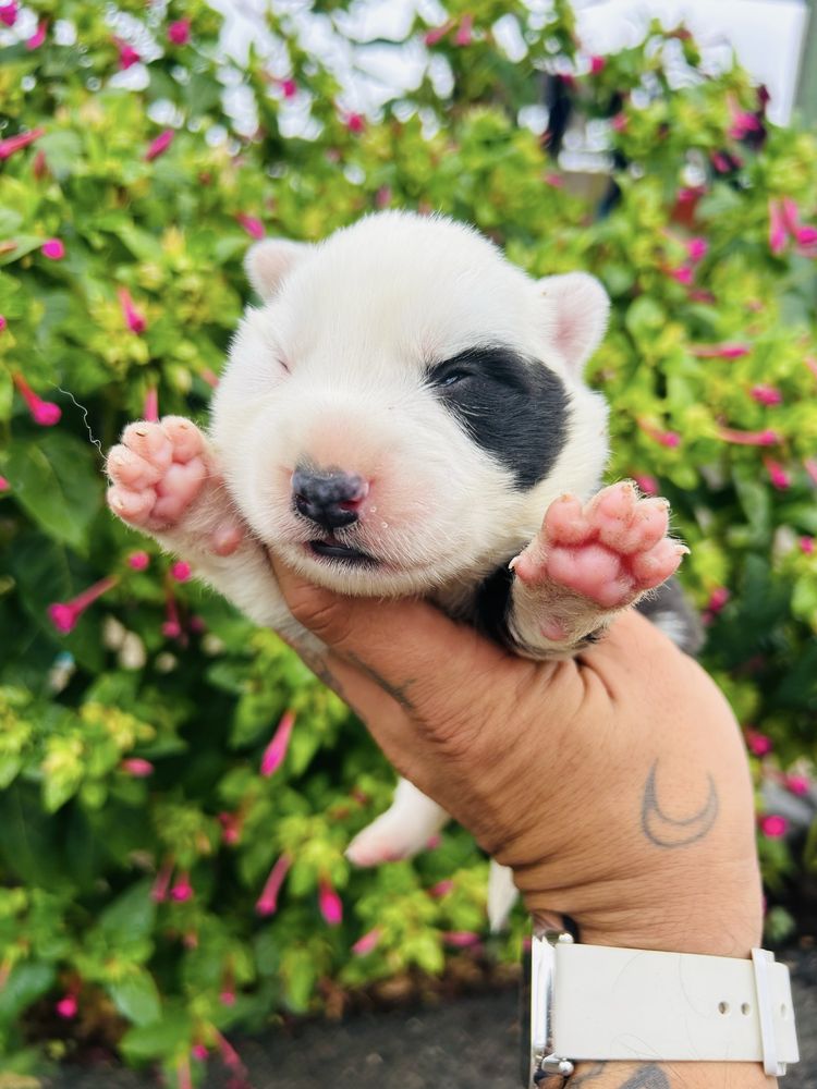 Excelente menio border collie