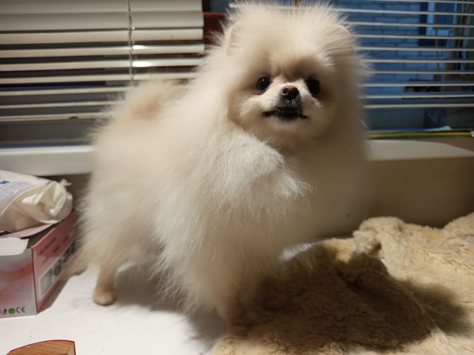 Померанський Шпіц