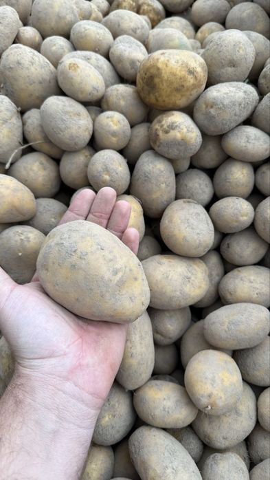 Картопля Бульба Сорая Єсмі Конект