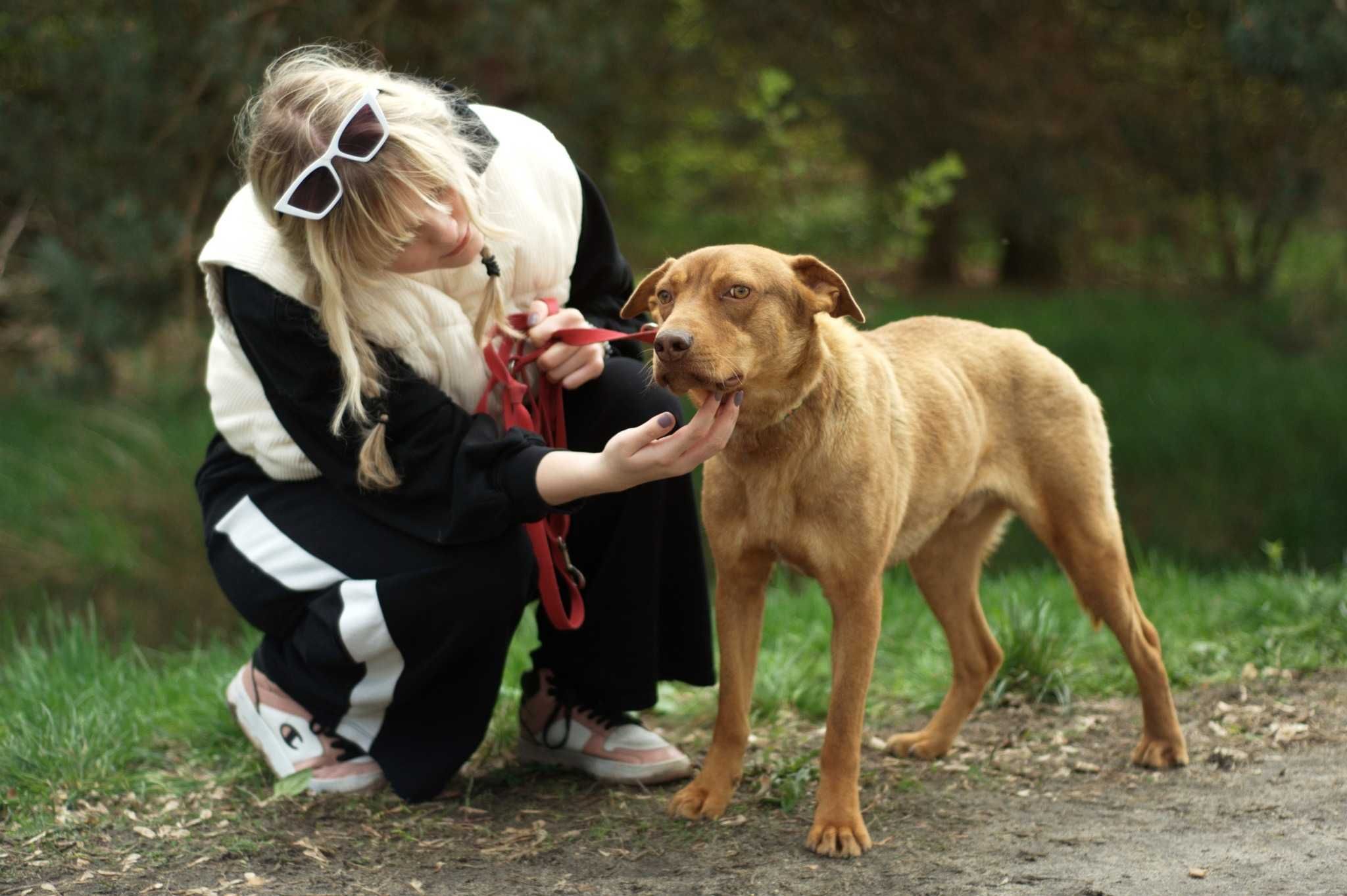 SZAMOS - bardzo wyjątkowy i łagodny, wrażliwy psiak do pilnej adopcji