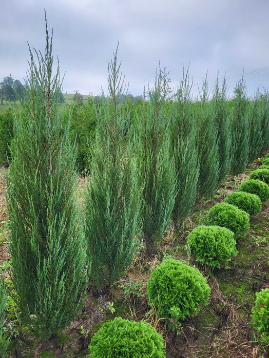 Tuja thuja Danica piękna naturalnie rosnąca kula śr 35-40cm transport