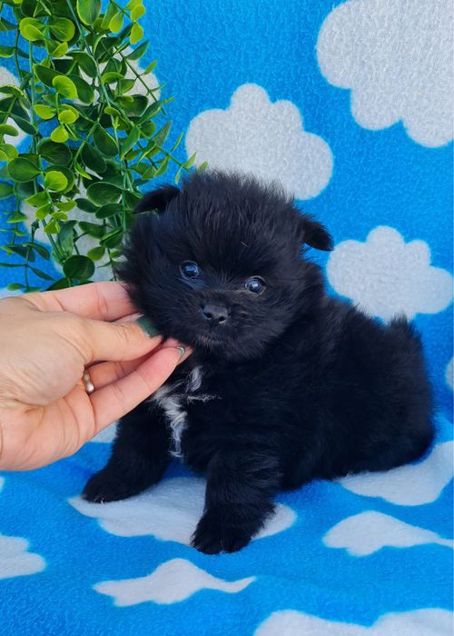 Excelente menina Lulu da Pomerânia/ Spitz Alemão Anão de Qualidade