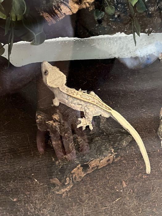 Gekon orzęsiony wraz z terrarium