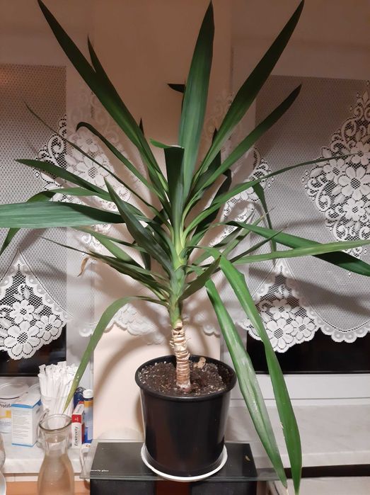 Juka jukka yucca 85 cm