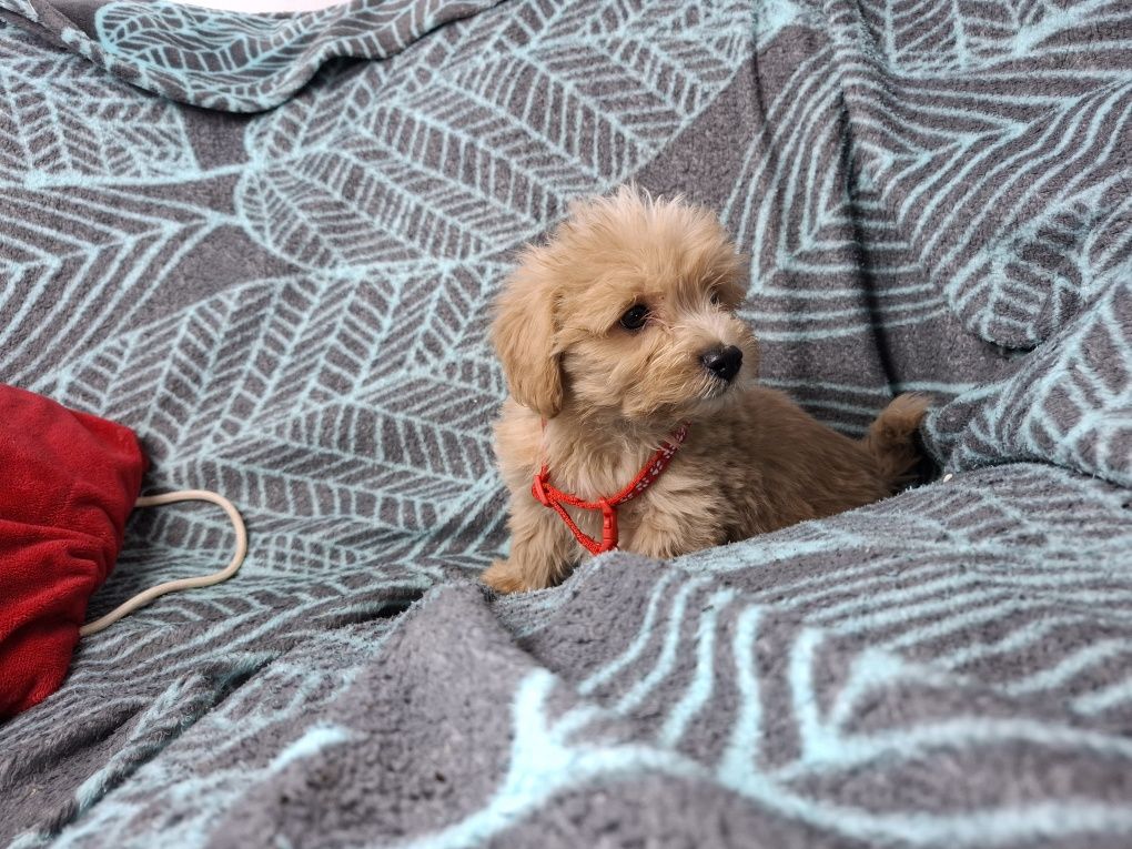 maltipoo szczeniak piesek