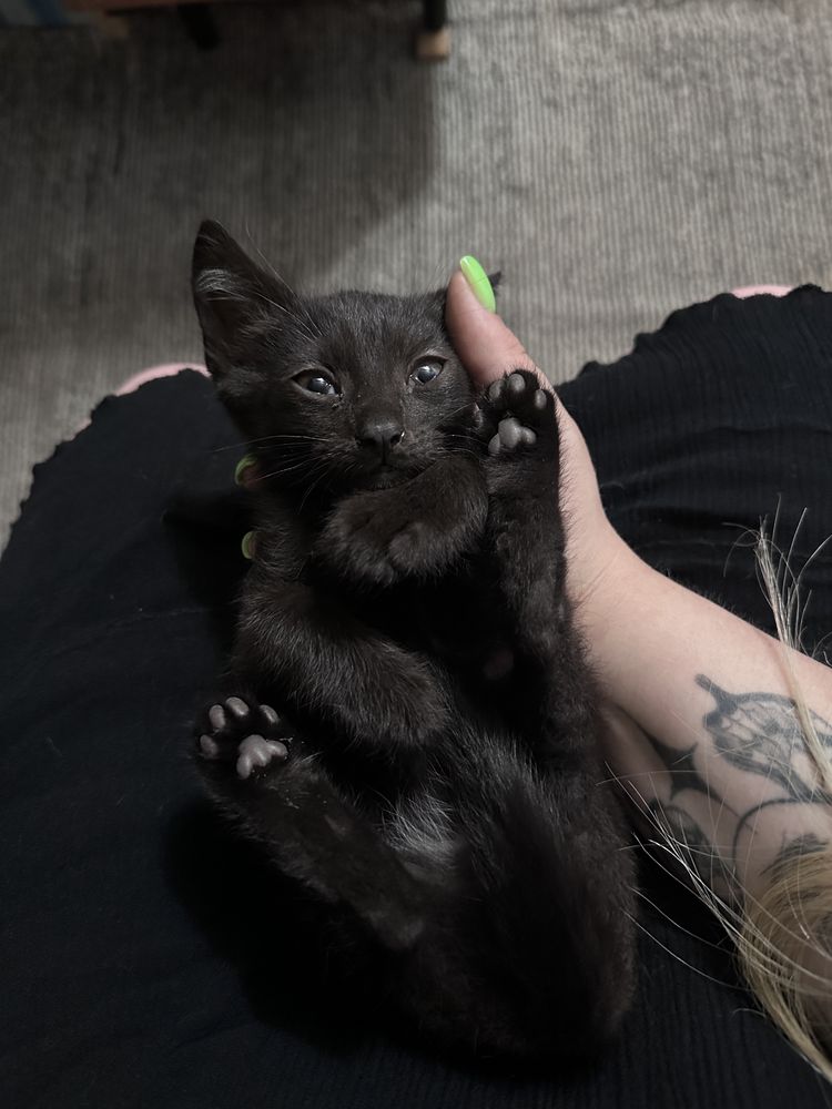кошенята у добрі руки