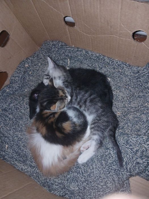 Котячі пухнастики