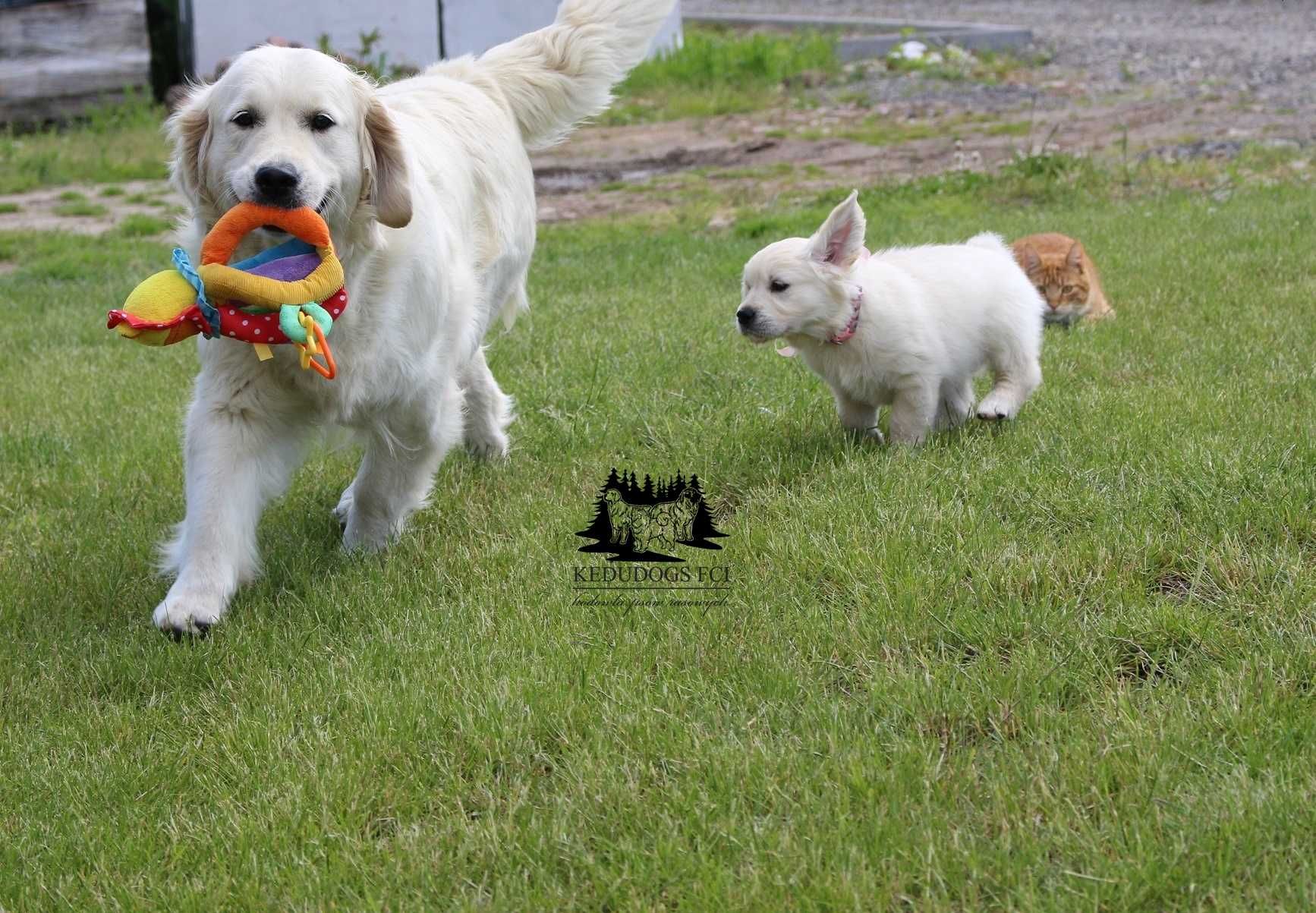 Golden Retriever ZKwP FCI  suczka gotowa do odbioru