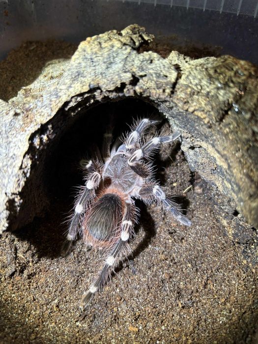 Ptasznik białokolanowy Acanthoscurria geniculata nsex