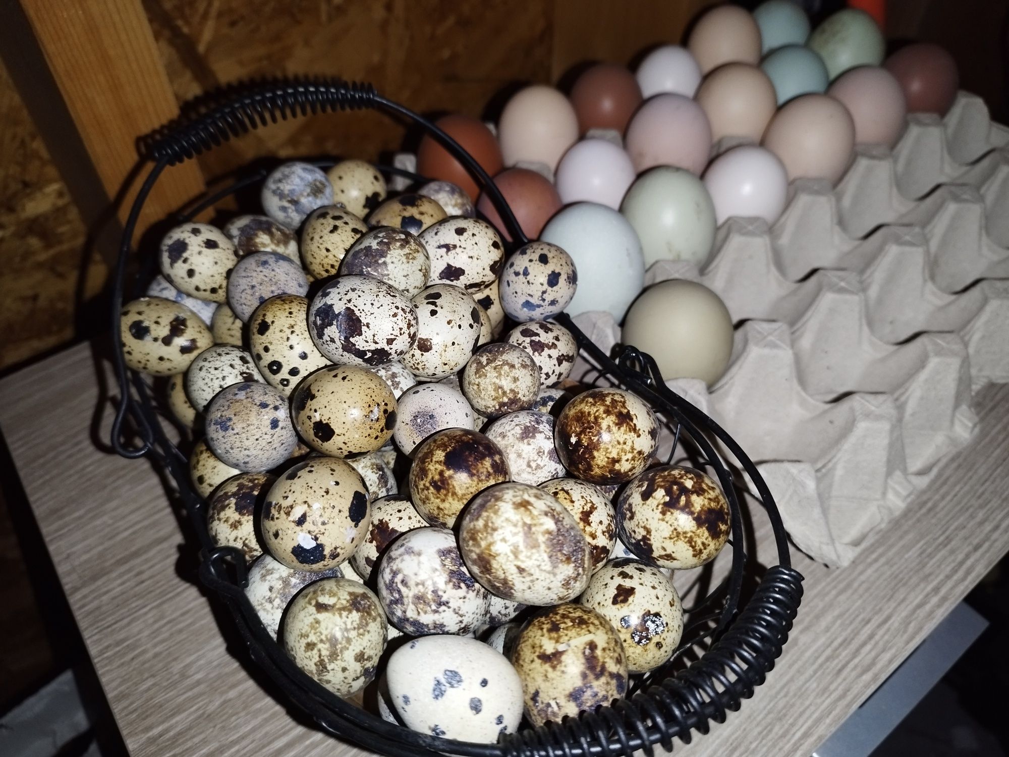 Ovos de codorniz.