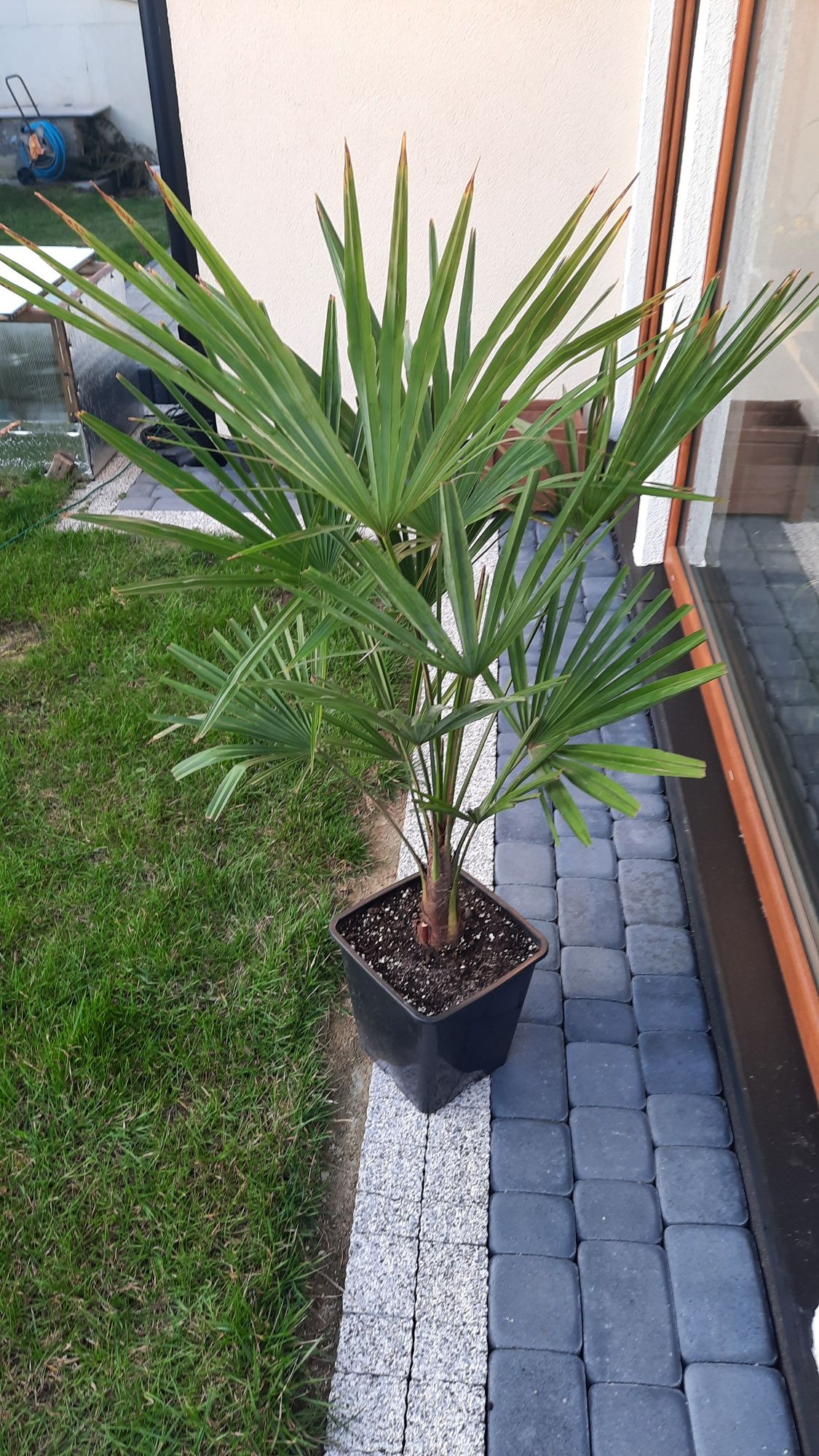Palma mrozoodporna trachycarpus fortunei