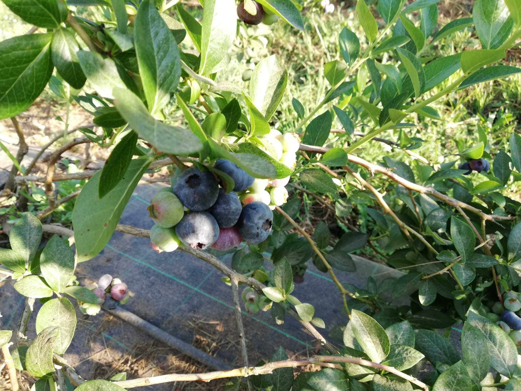 Mirtilos Biologicos