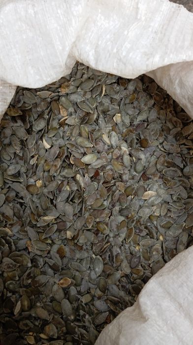 Продам насіння голонасіневого гарбуза