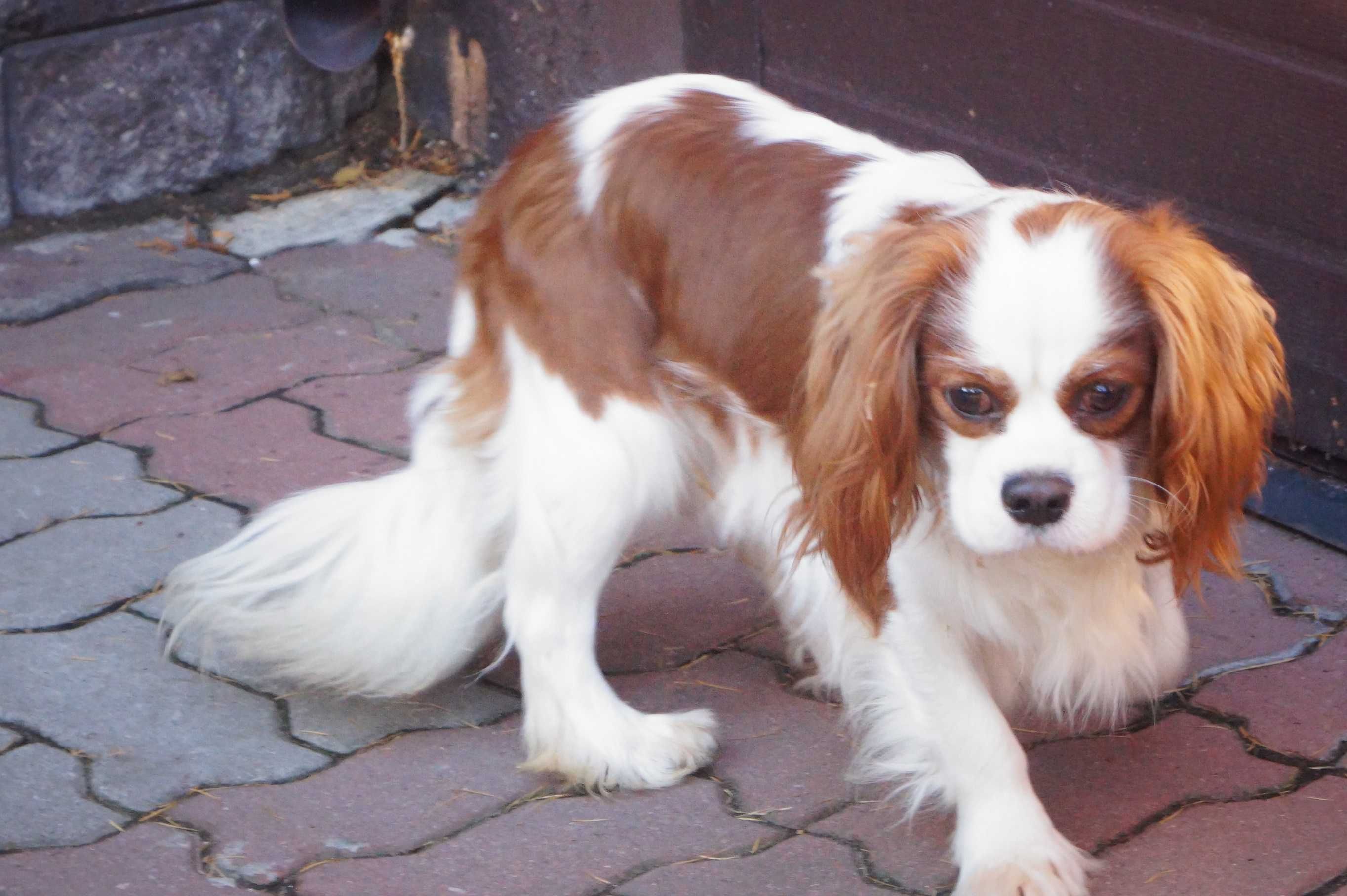 cawalier king charles spaniel