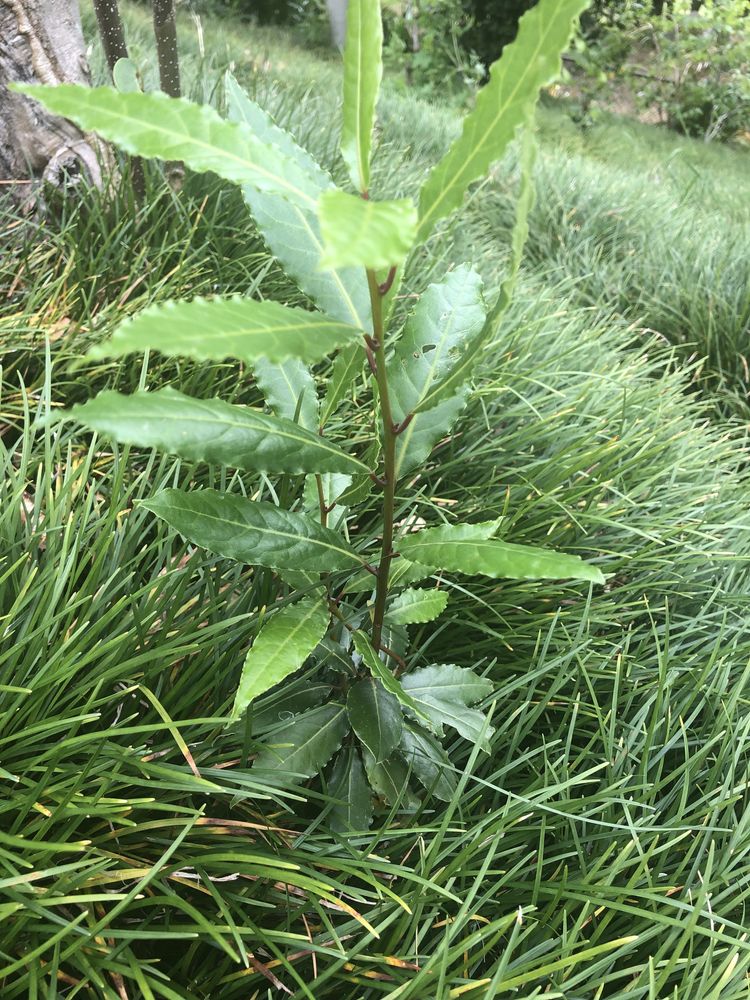 Plantas aromaticas e medicinais