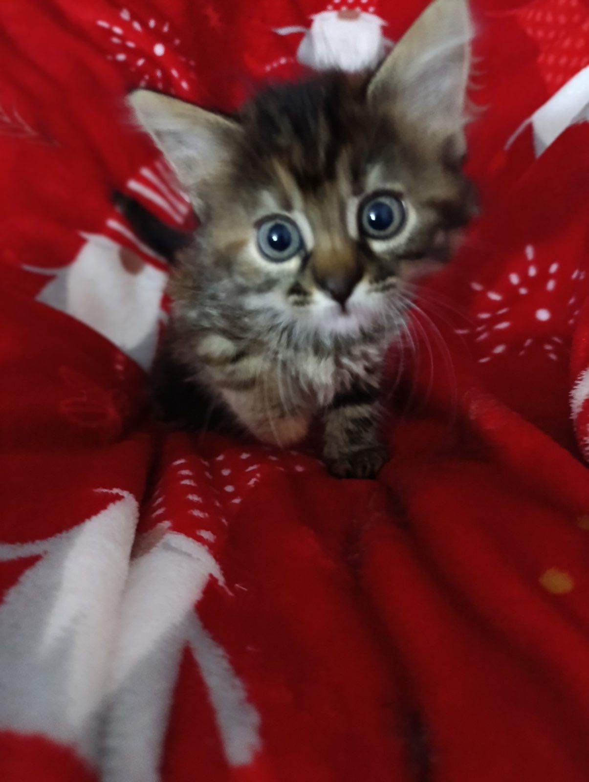котенок котята бесплатно