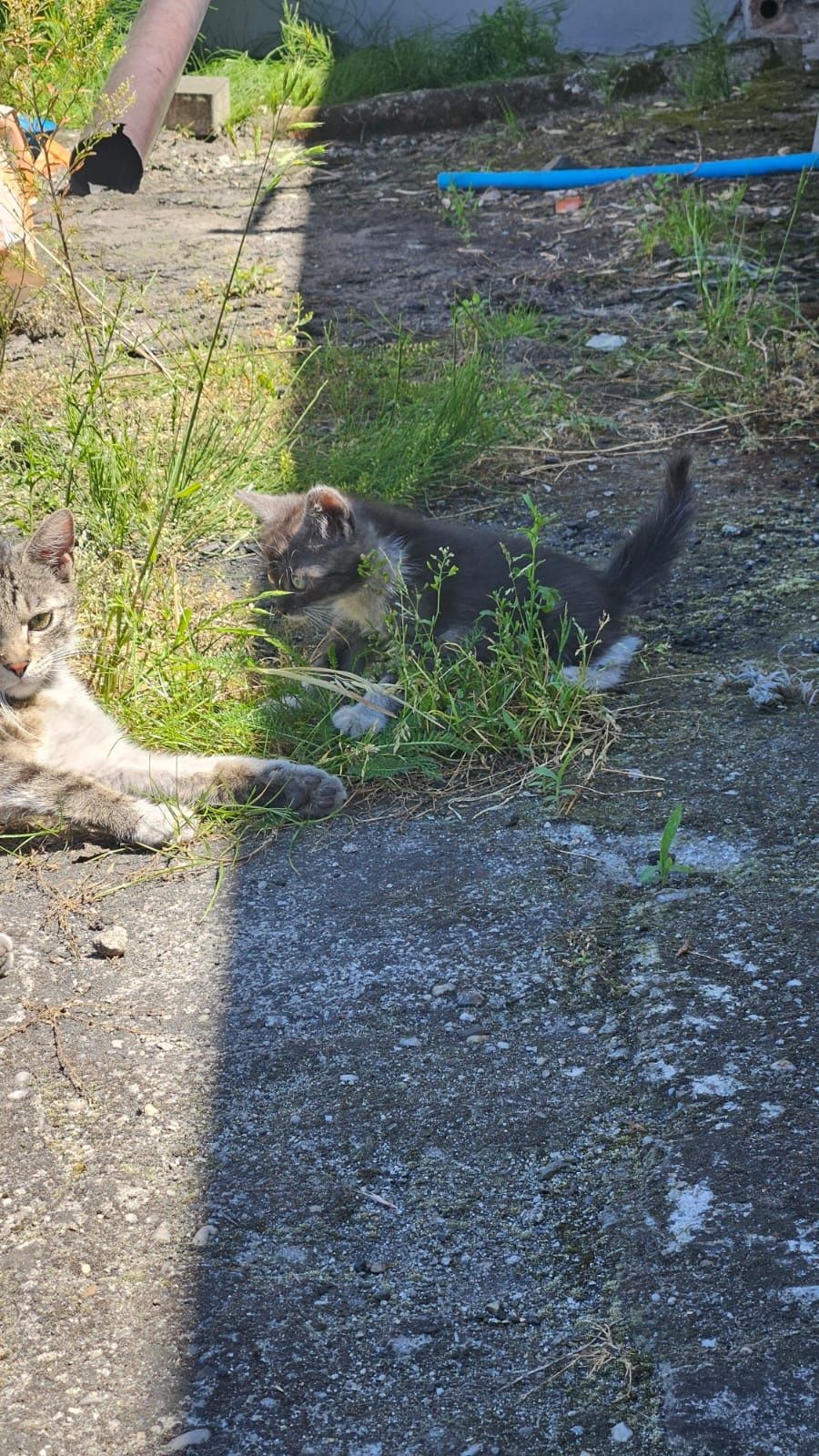 Oddam kotki w dobre ręce