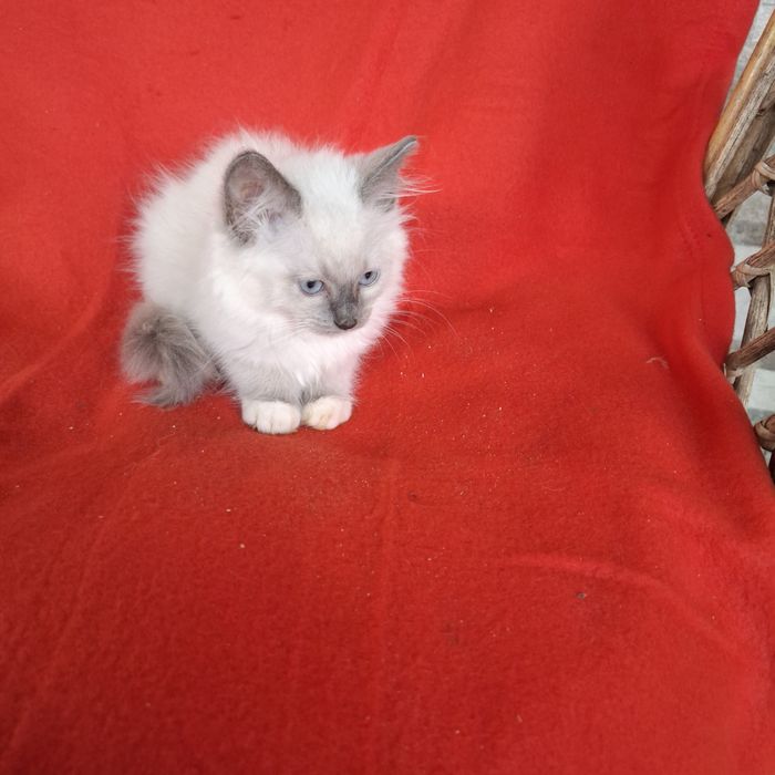 Ragdoll kocurek rodowód + wyprawka