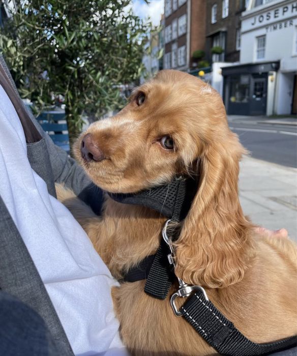 Грайливий кокер-спаніель з шоколадним носиком