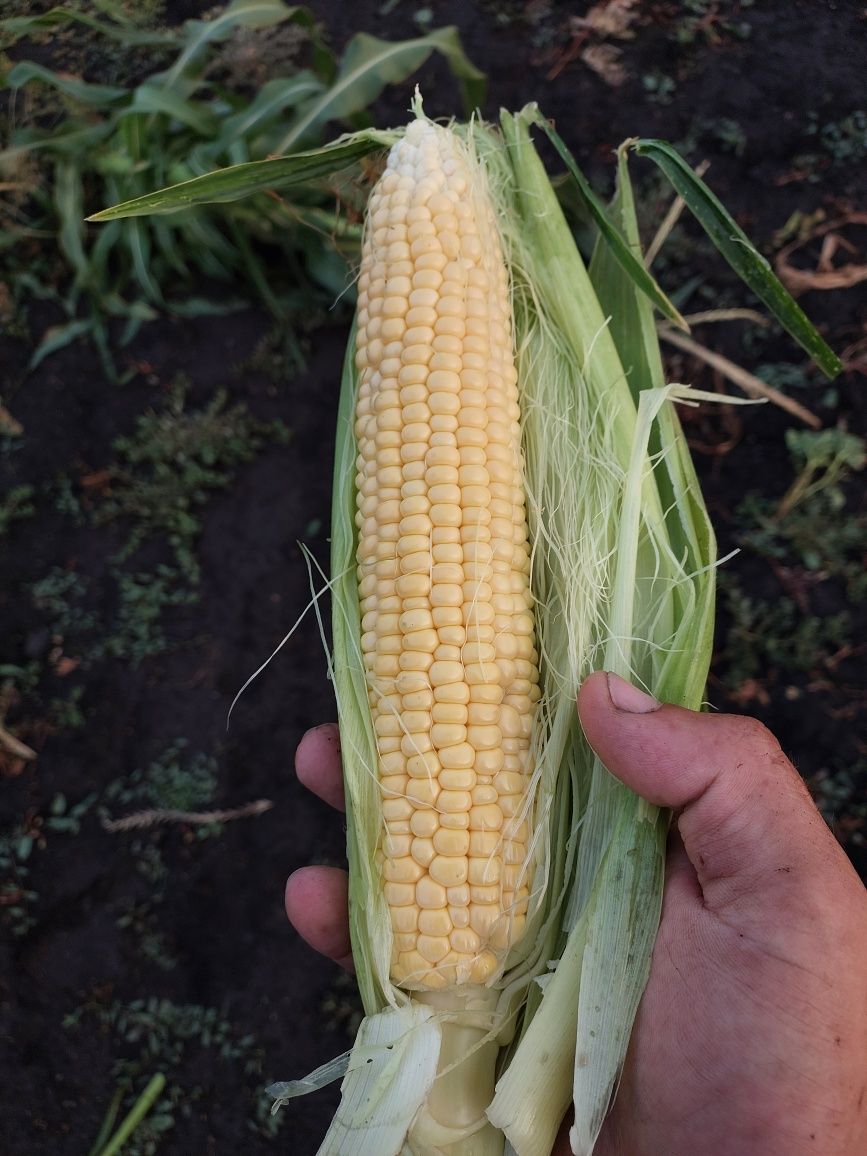 Продам солодку кукурудзу