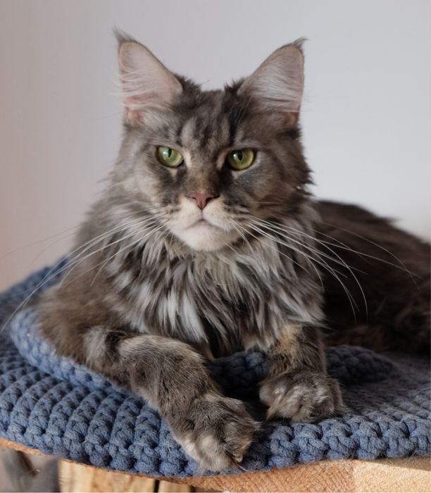 Maine coon kocur kremowy srebrzysty FPL