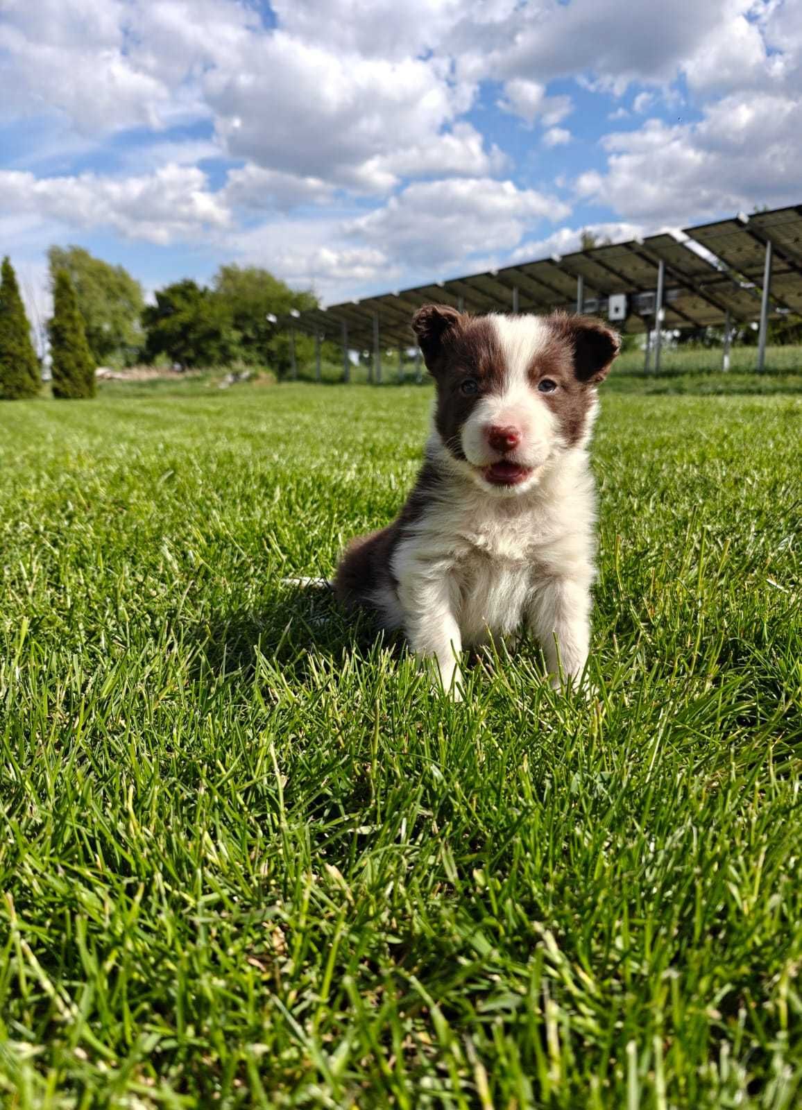 BORDER COLLIE śliczna suczka