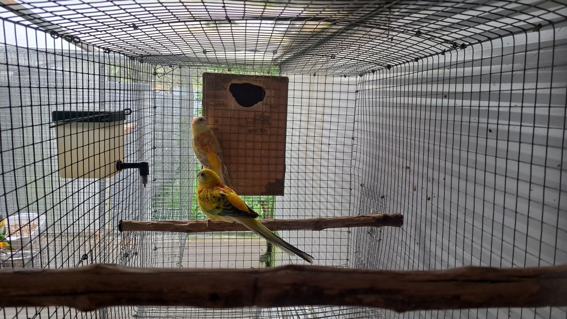 Lote de 6 red rumpeds
