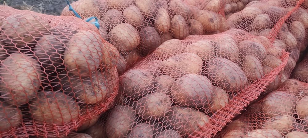 Ziemniaki Soraya,Bellarosa, Vineta, Denar