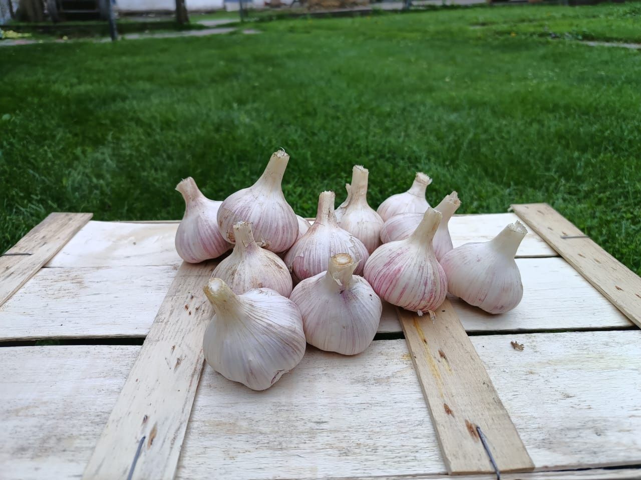 Продам часник, сорт Любаша