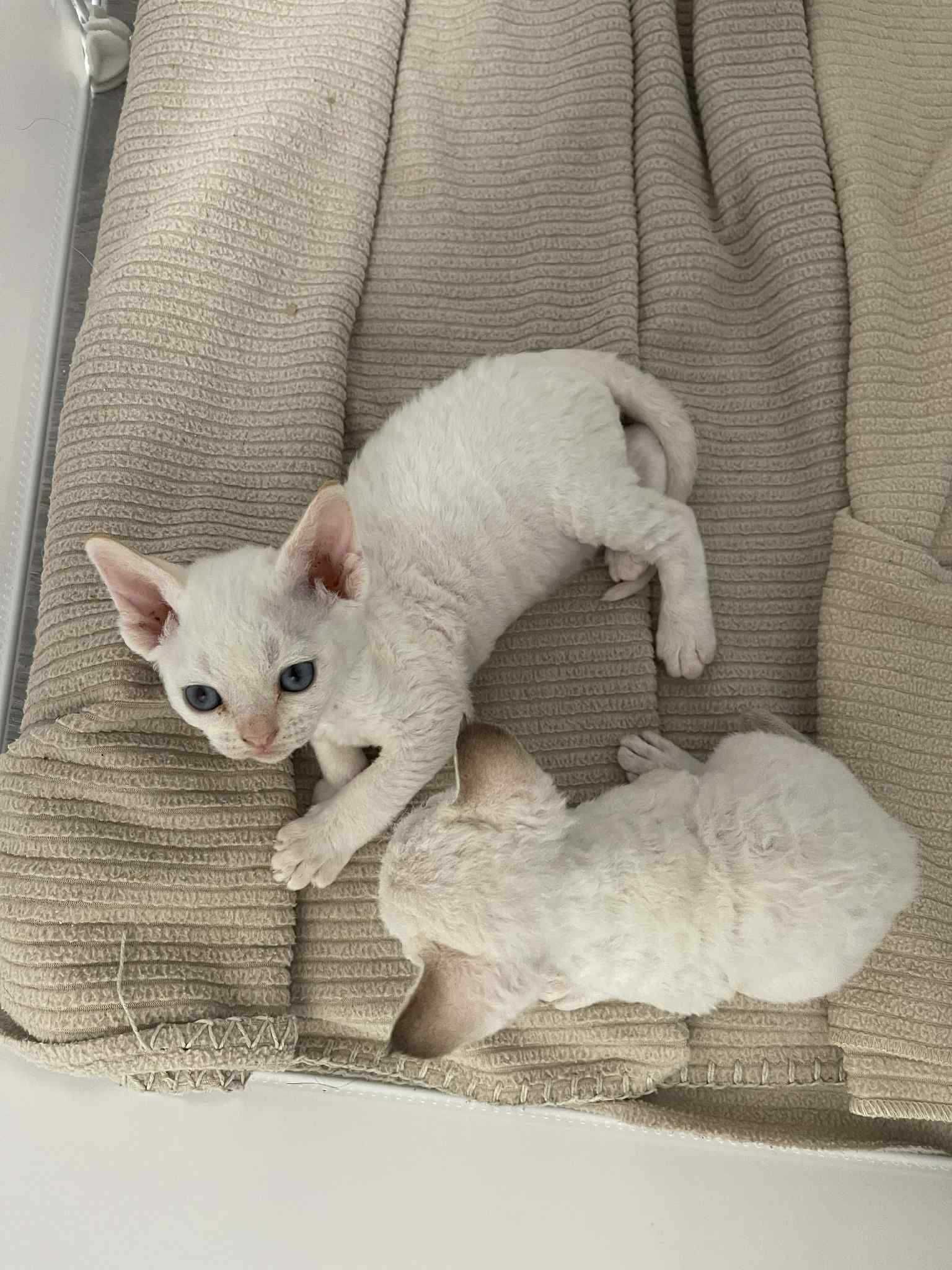 Piękny kocurek DEVON REX Fpl Drx