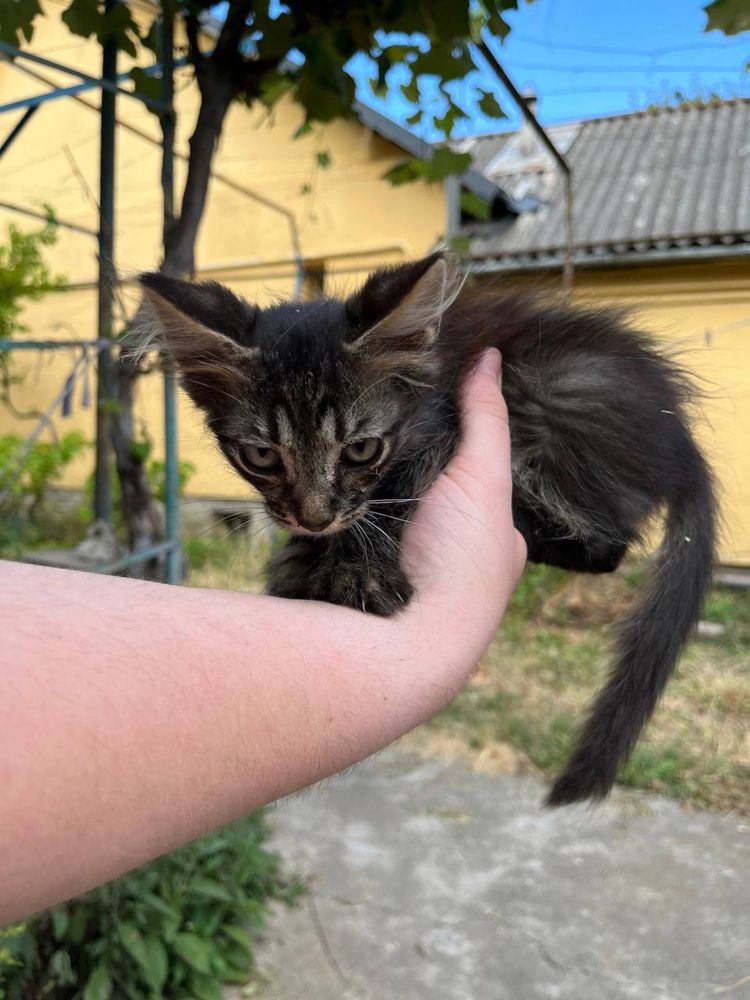 Віддам котиків в добрі руки