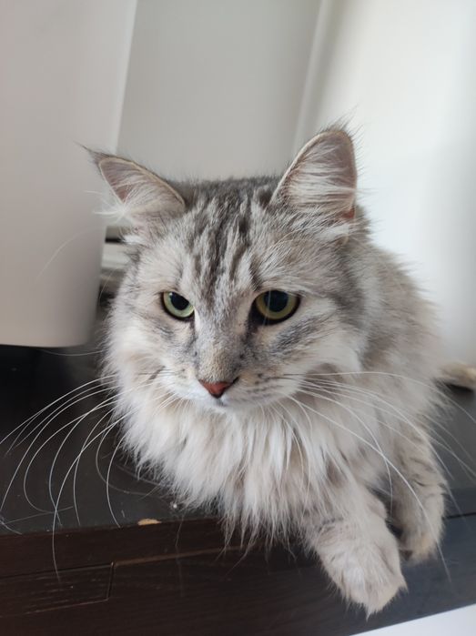 Kotka Syberyjska z rodowodem FPL