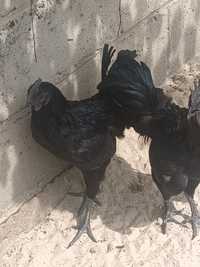 Ayam Cemani koguty