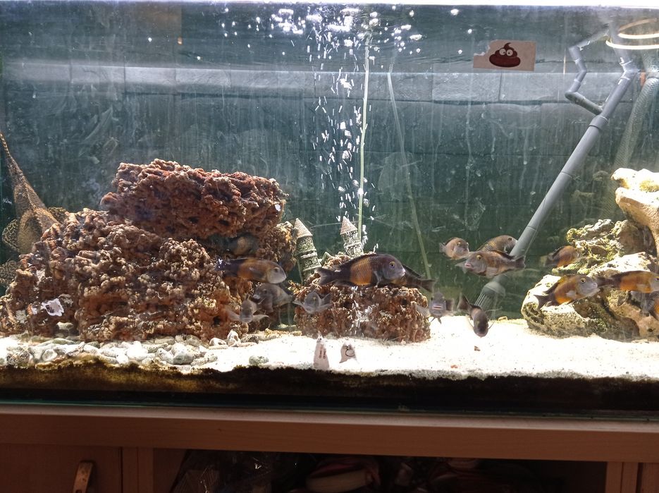 Akwarystyka słodkowodna