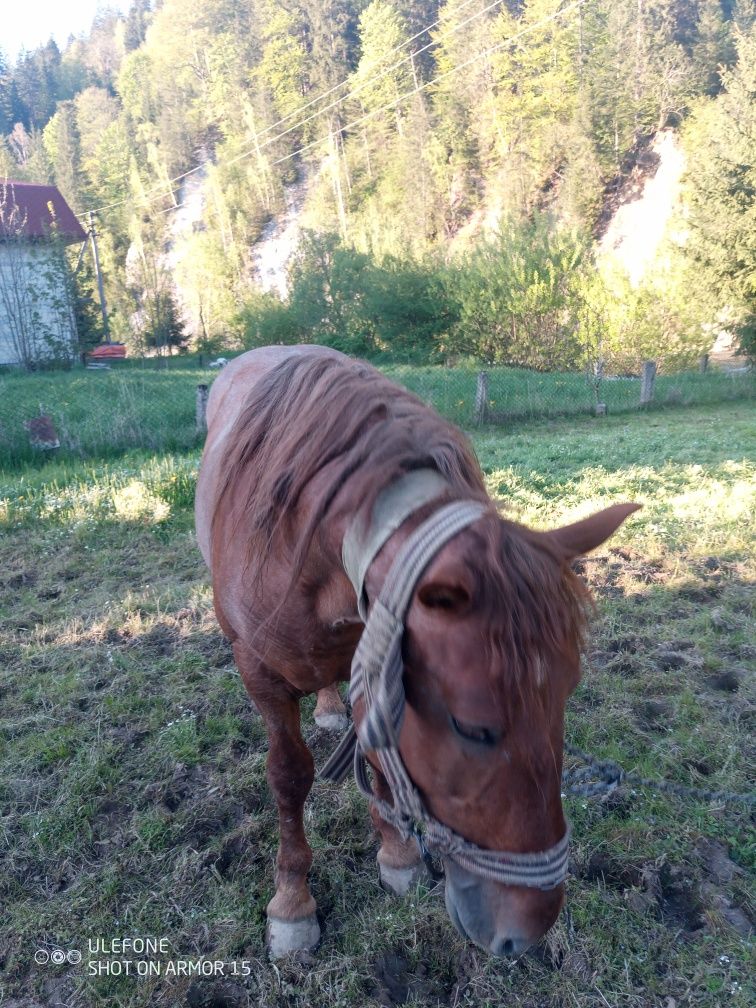Продам коня оґір