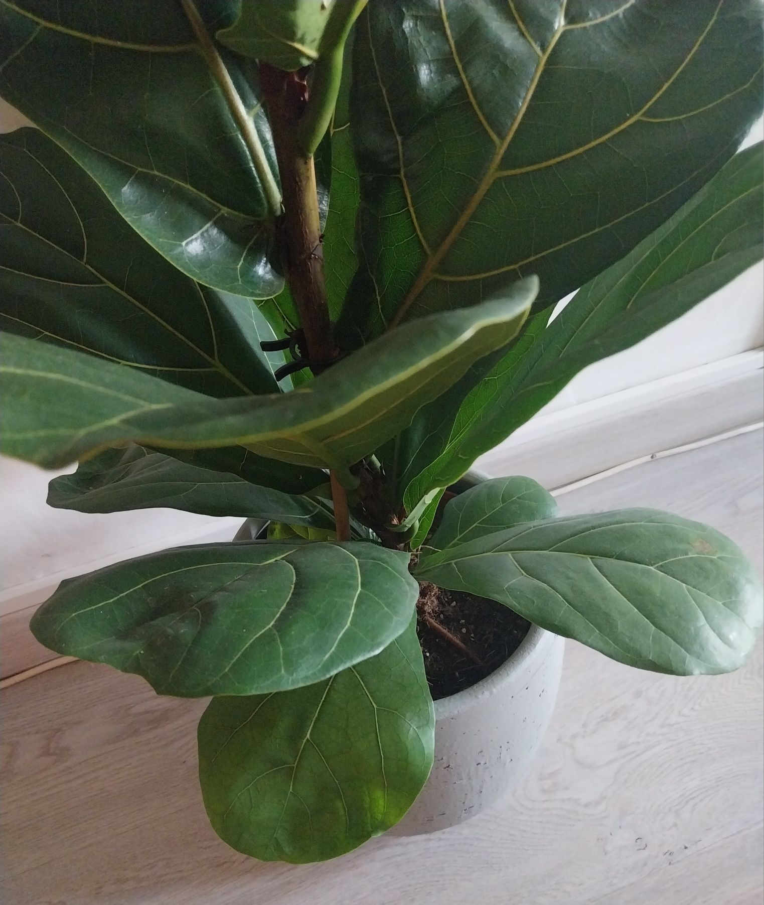 Ficus Lyrata 1,30cm