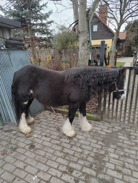 Sprzedam klacz Tinker ze zrebakiem