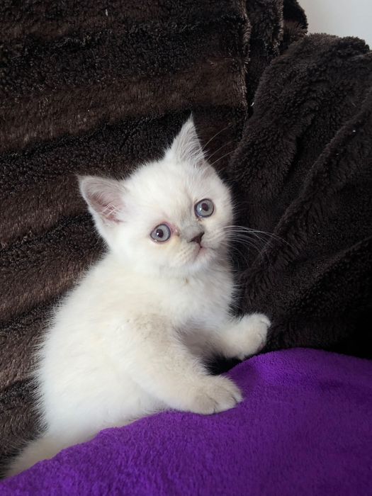 Scottish Straight Negociável