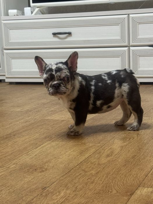 Чудо крихітка - шоколадна мерле з підпалом