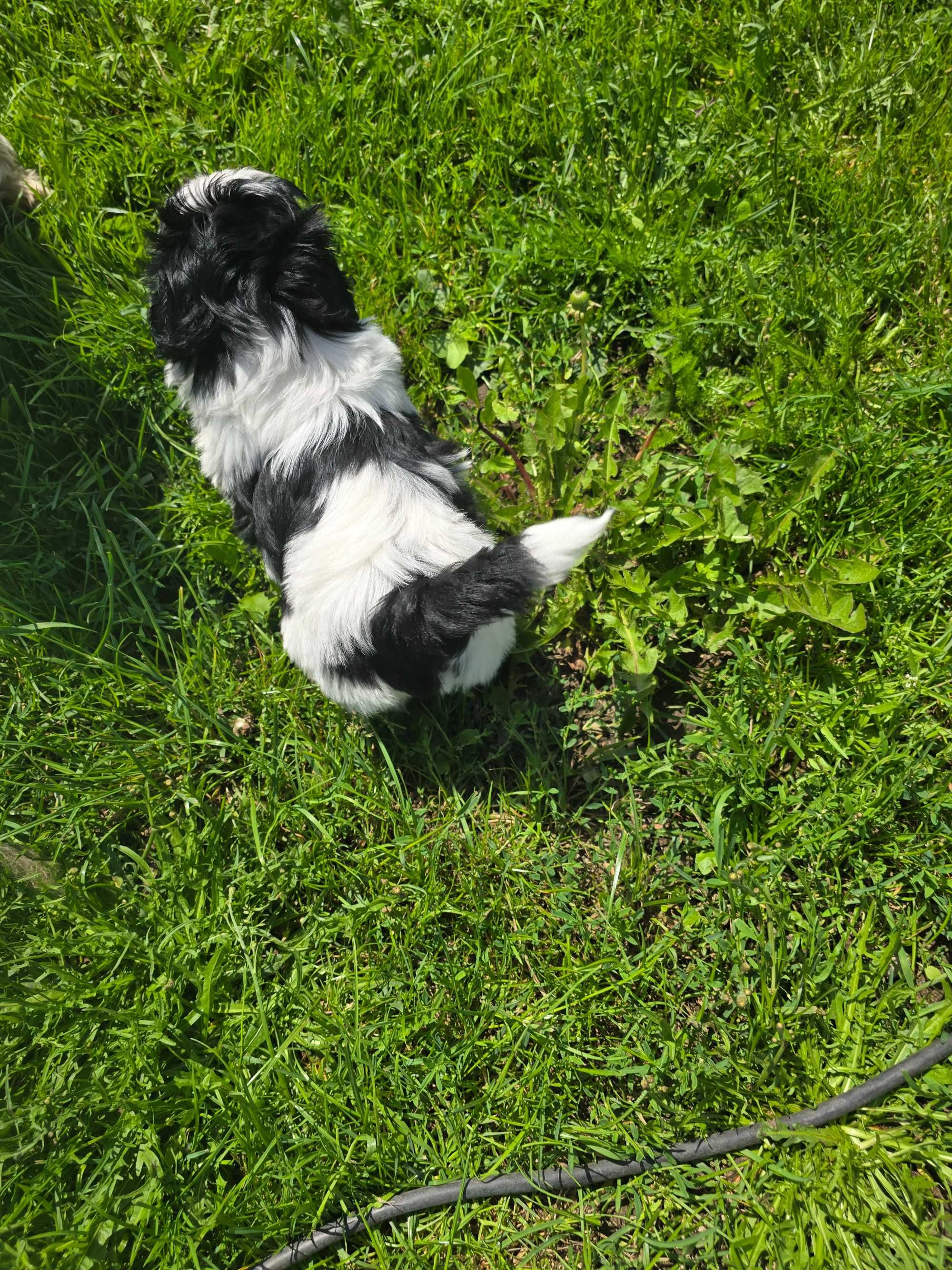 Szczenieta shih tzu