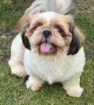 4 letni piesek shih-tzu