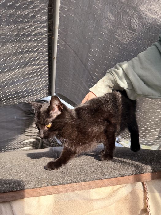 Czarny kotek – oddam za darmo