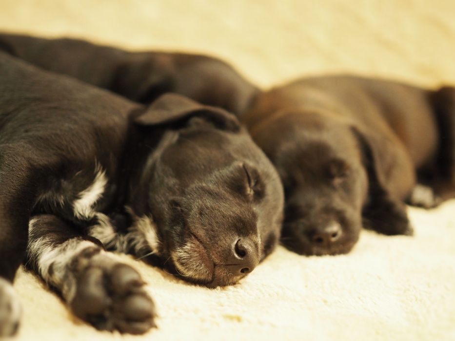 Szczenięta, suczki,pieski ODDAM