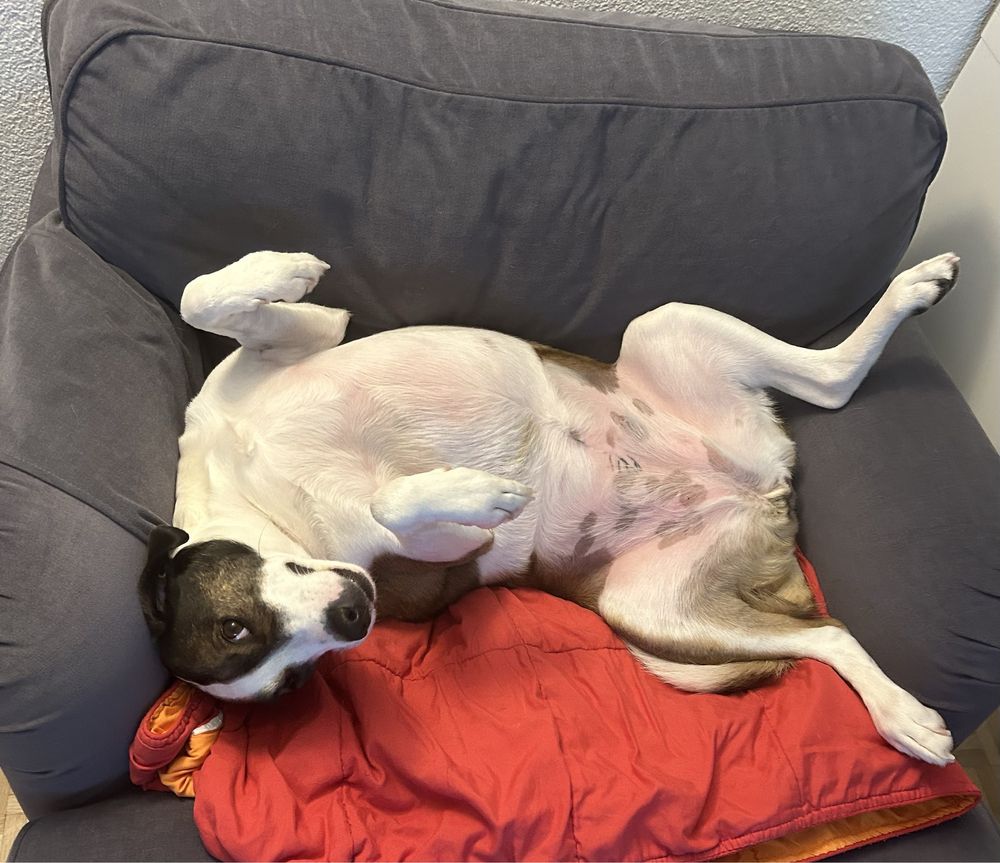 Pet Sitting - Pet Feliz > Coimbra & Figueira da Foz