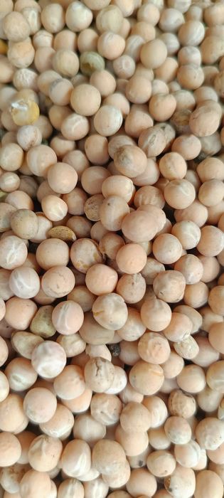 Sprzedam groch odmiany Batuta