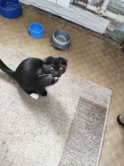 Котёнок породы вислоухий шотландец,черный с белым.