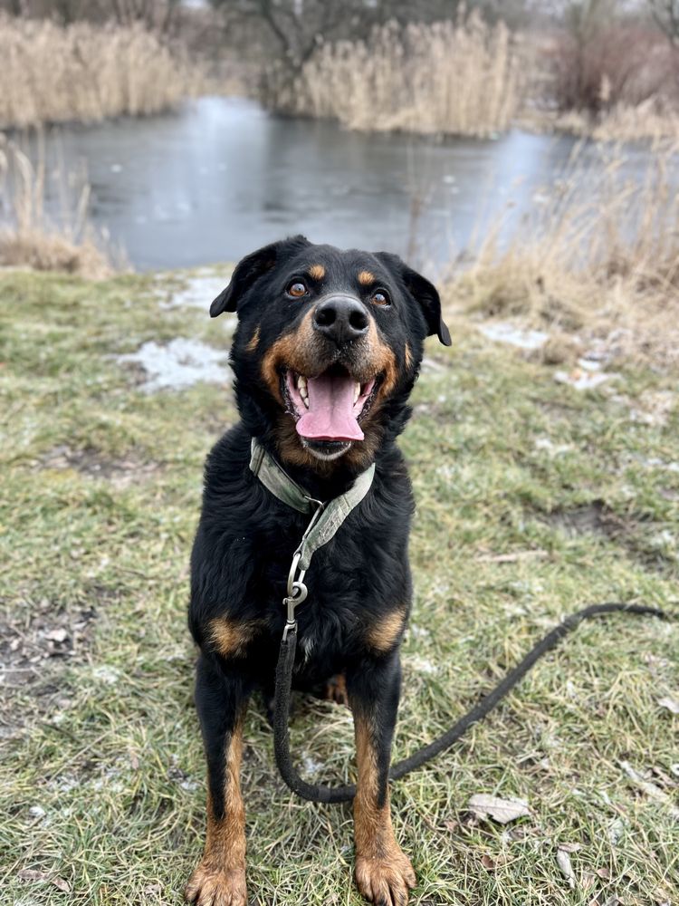 Alex | duży czarny pies rasy rottweiler o niesamowitym charakterze