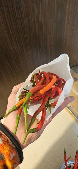 Papryka Thunder Mountain Longhorn 20tys-40tys SHU najdłuższa na świeci